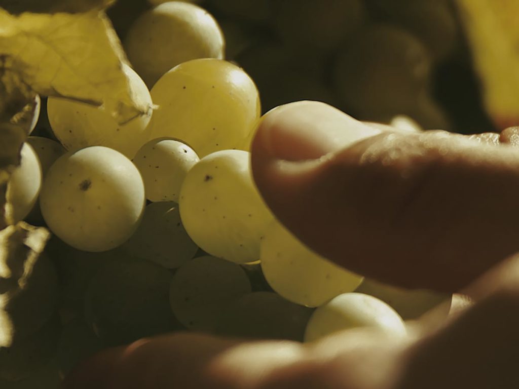 vermentino grape