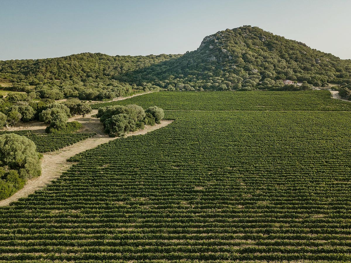 Balajana vineyards