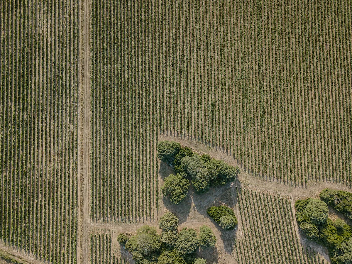 Veduta aerea vigneti Mancini