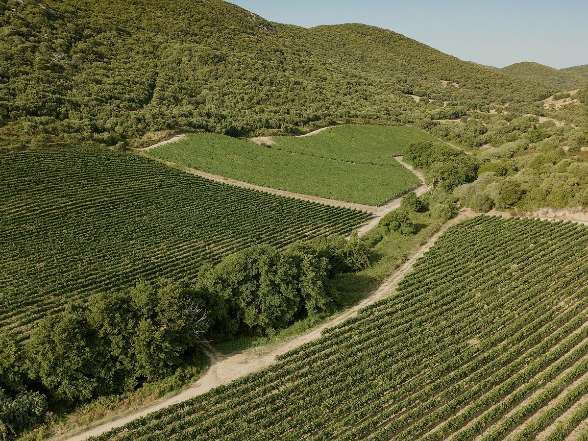 Panoramica vigneti Balajana