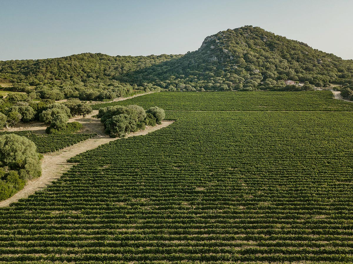 I vigneti Mancini a Balajana - Olbia